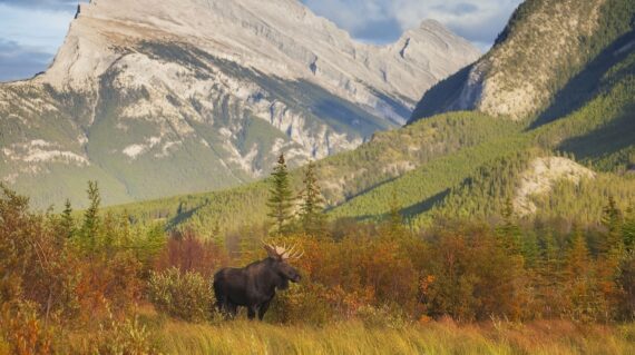 A bull moose wanders through the Vermillion Lakes in Banff National Park