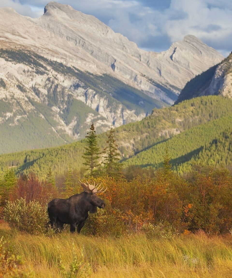 A bull moose wanders through the Vermillion Lakes in Banff National Park