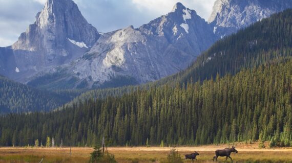 A cow moose leads her calf out of a meadow during an autumn sunrise in Kananaskis Country