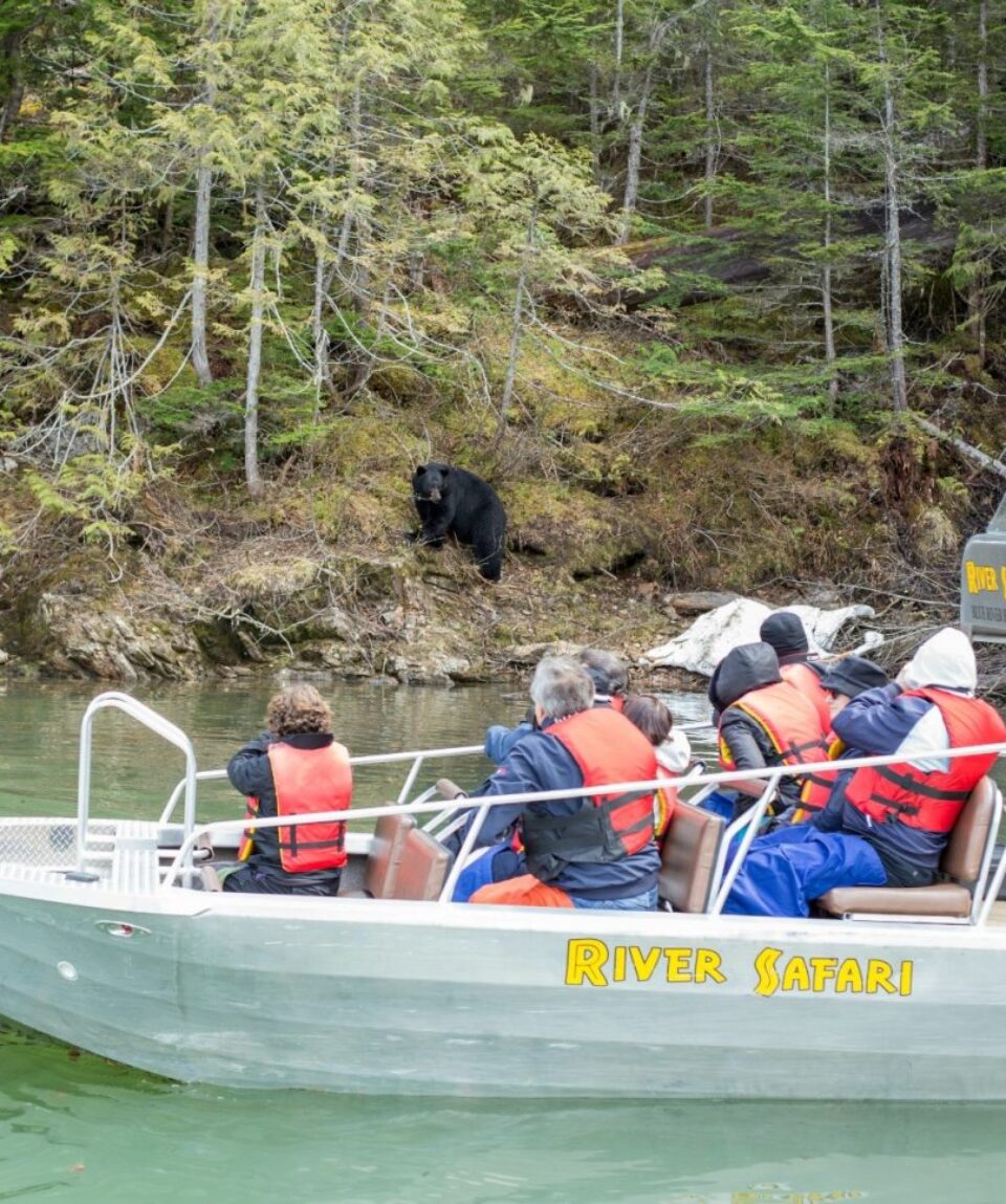 River Safari, Bear Watching