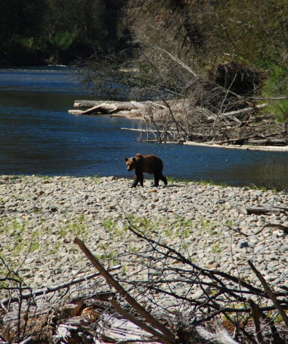 Grizzly bear crossing a creek