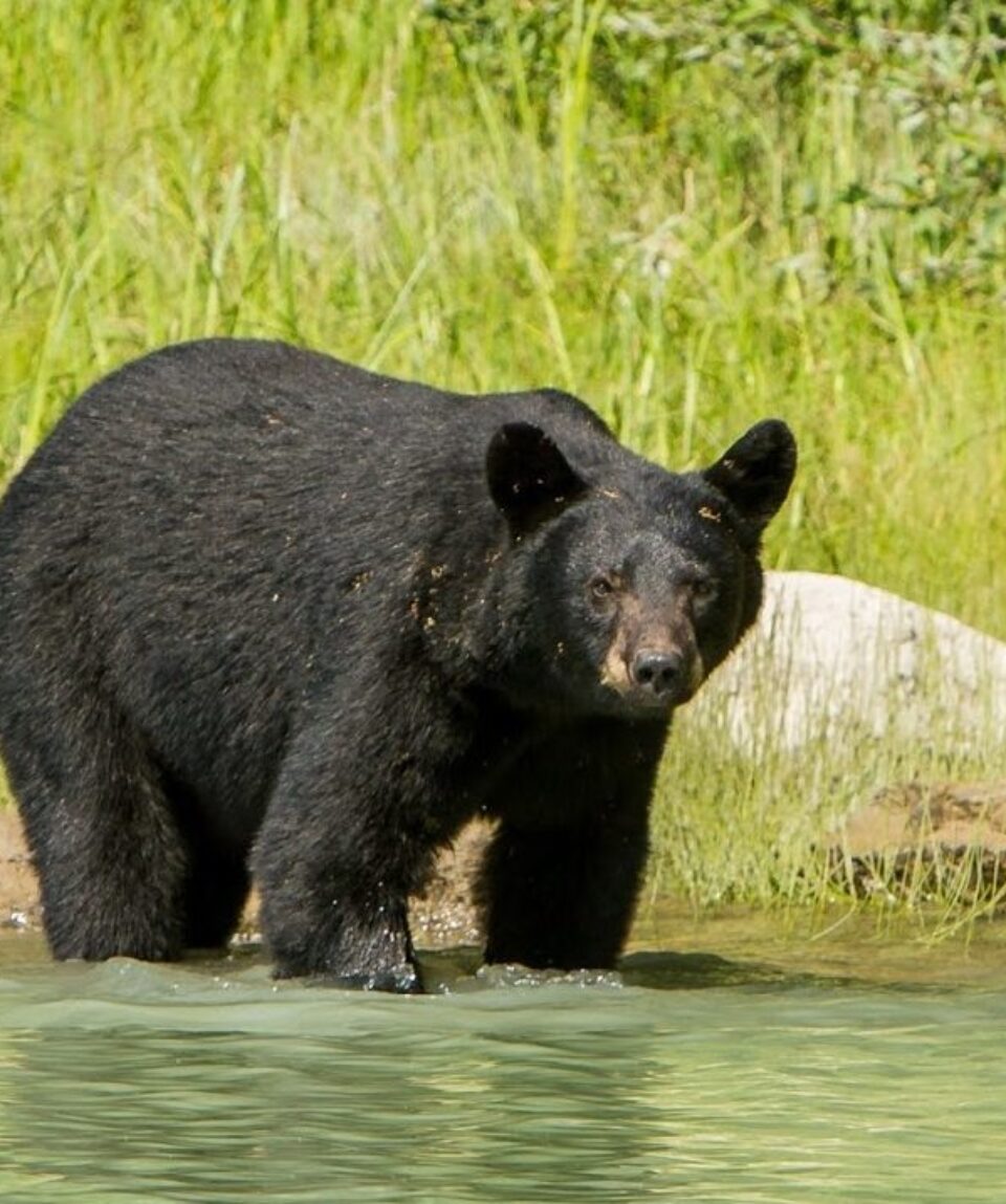 Black bear