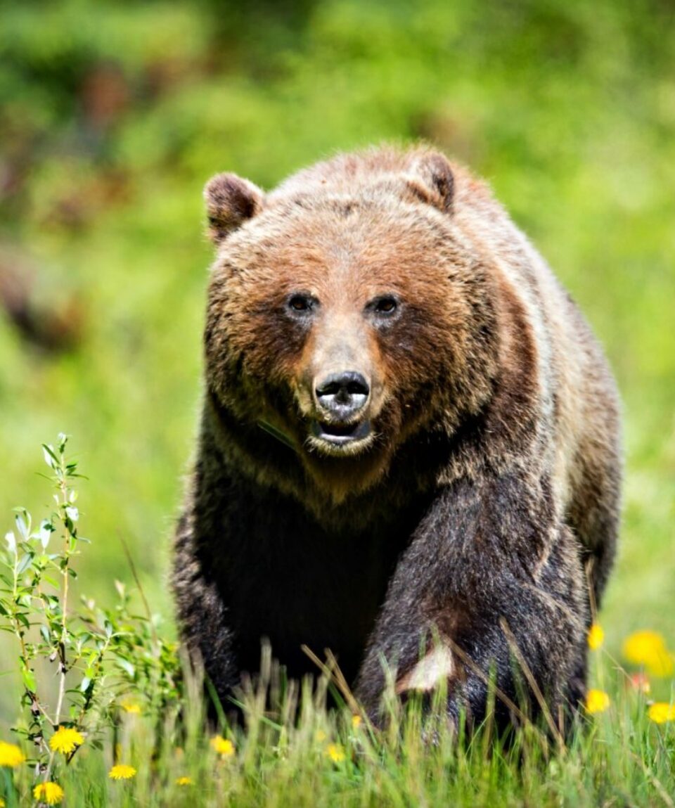 Grizzly Bear in the summertime Banff National Park