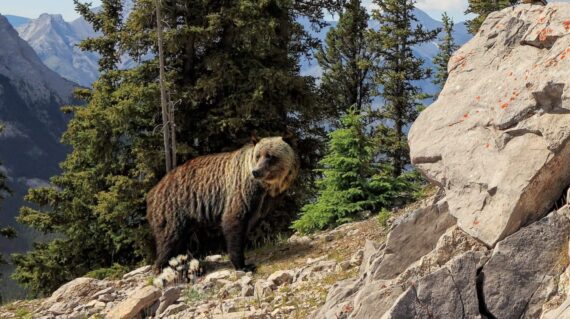 Grizzly bear in  Banff National Park