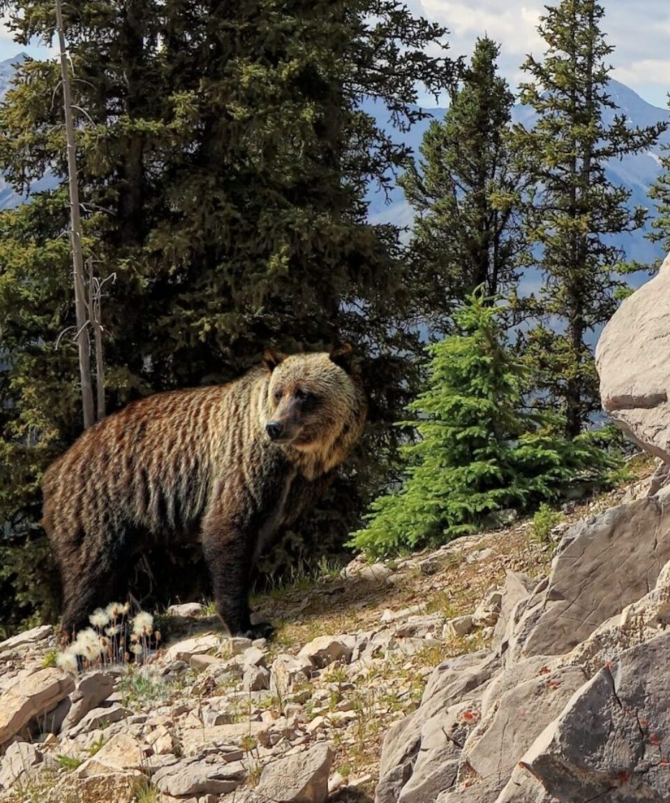 Grizzly bear in  Banff National Park