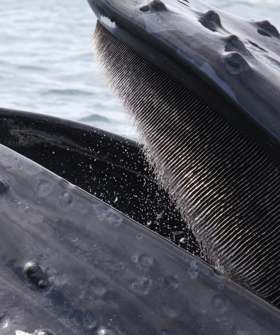 Humpback whale close up