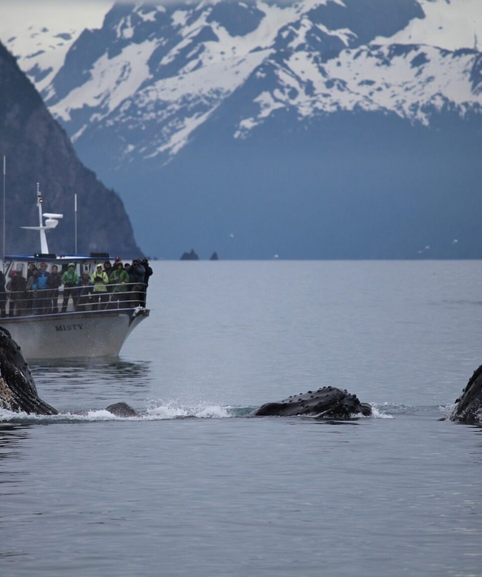 Humpback whales and whale watching boat