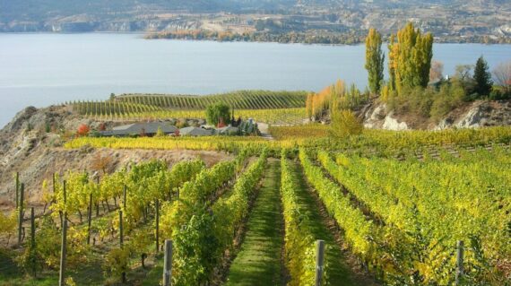 Located in the Okanagan Valley, north of Penticton, Naramata Bench grows and produces award winning wine