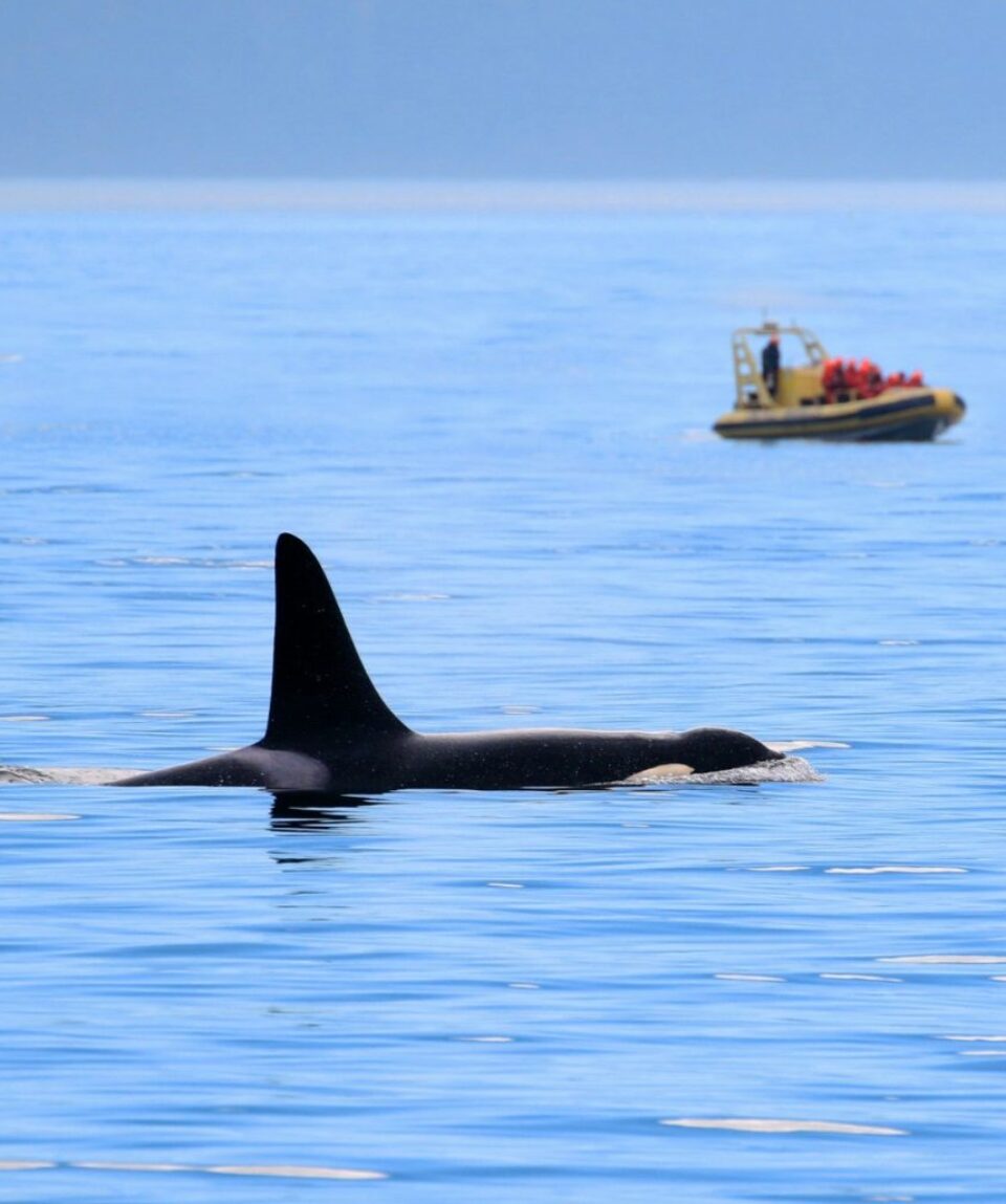 Male Orca Killer whale swimming, with whale watching boat in the background