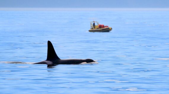 Male Orca killer whale swimming, with whale watching boat in the background