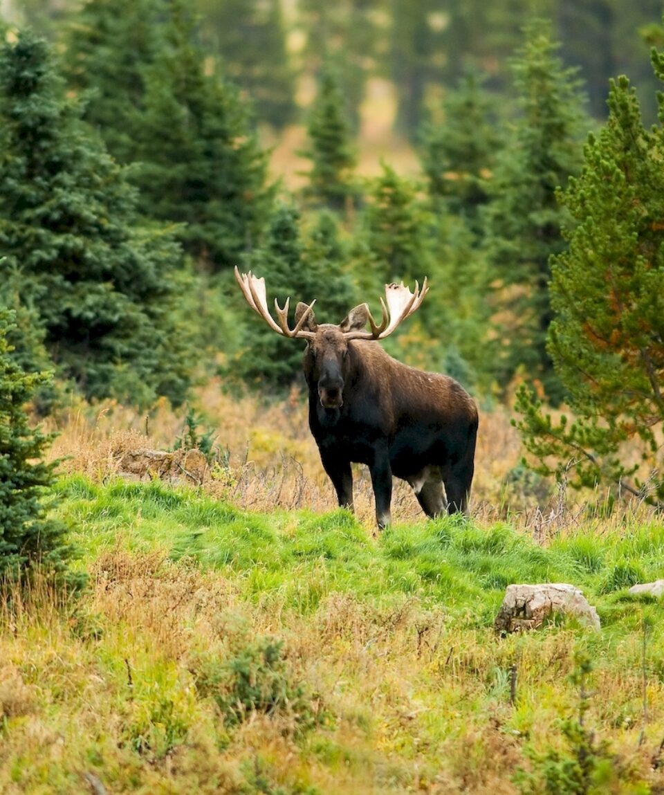 Male Western moose portrait (Alces alces andersoni) in Kananaskis