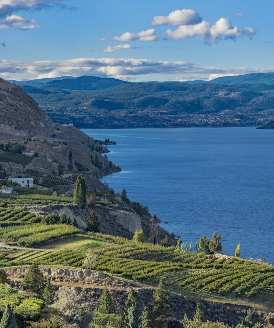 Okanagan Lake near Penticton British Columbia Canada with orchard and vineyard in the foreground