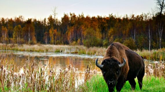 Roaming herds of wild plains bison in Elk Island National Park