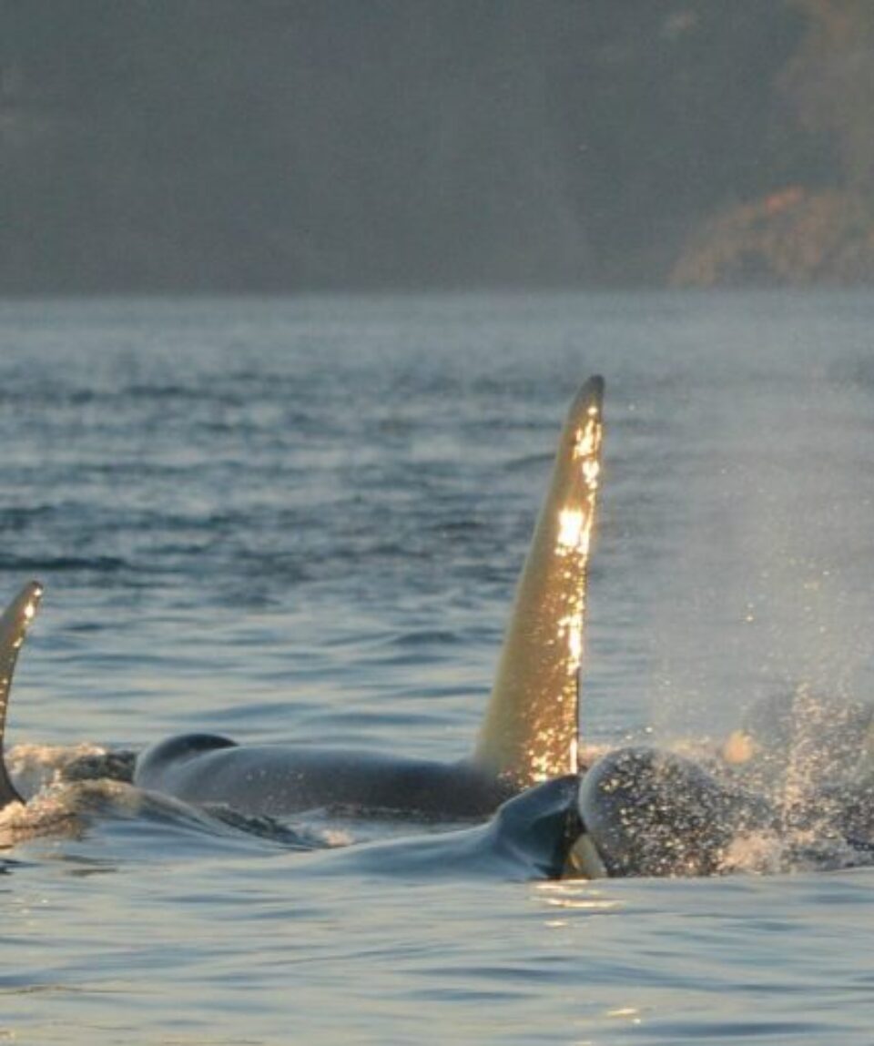 Pod of killer whales