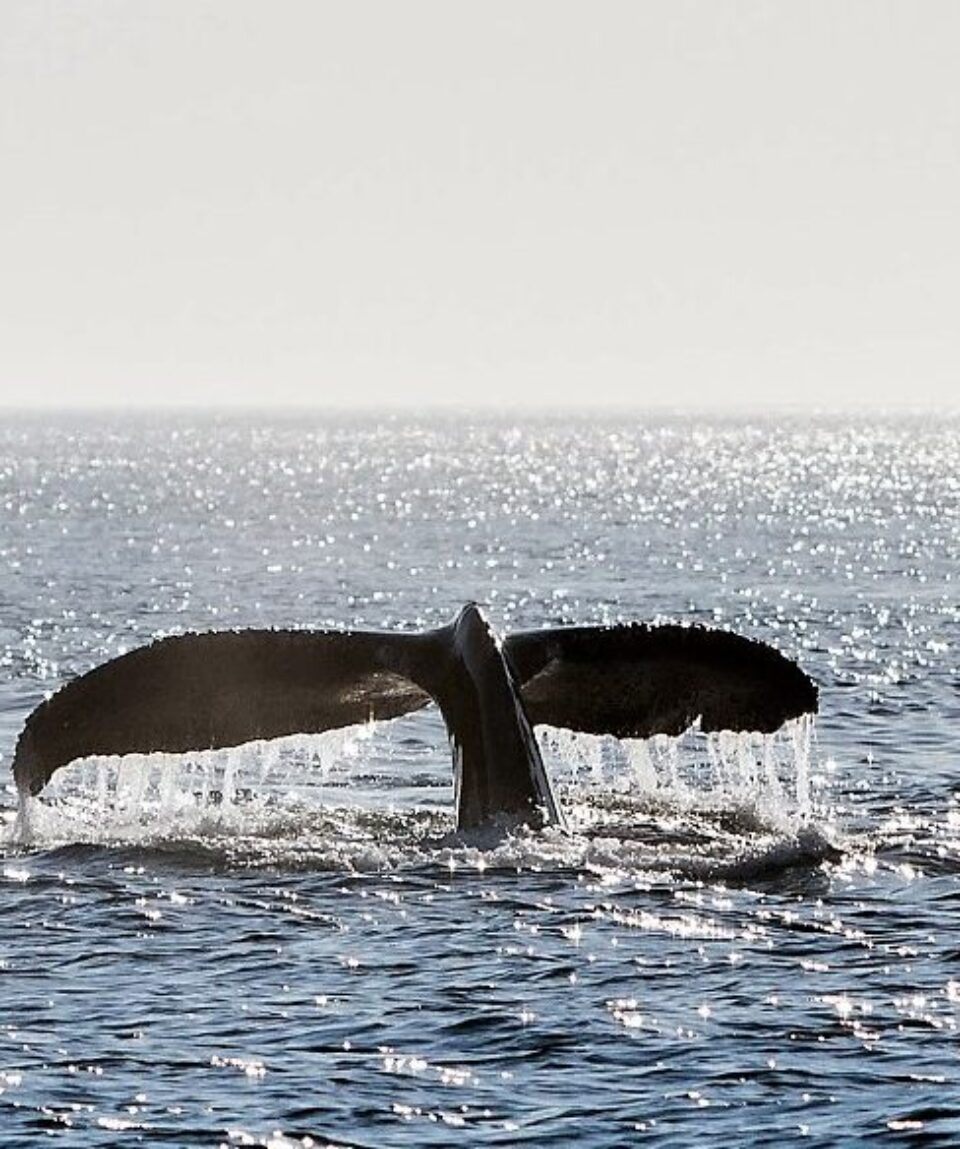 Whale watching in all its glory