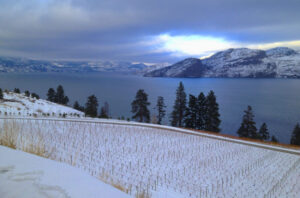 4 Things to Know About BC Ice Wine